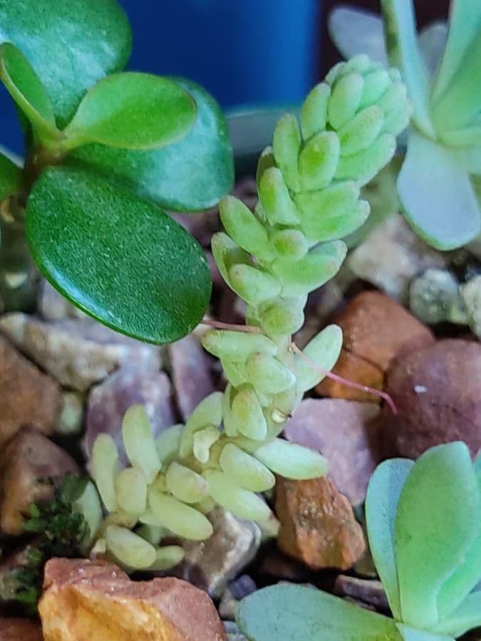 Borracina acre 21