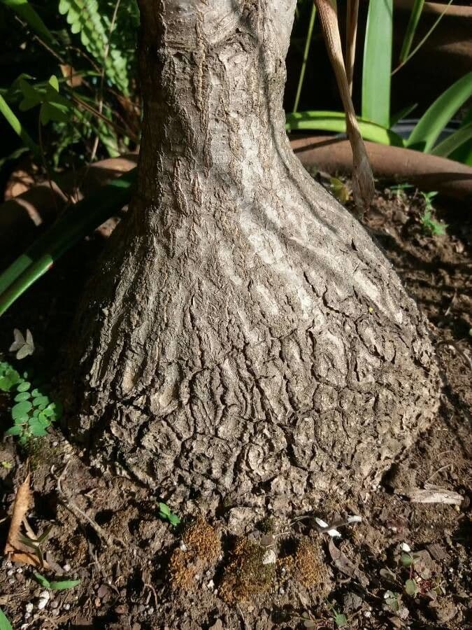 Beaucarnea 9