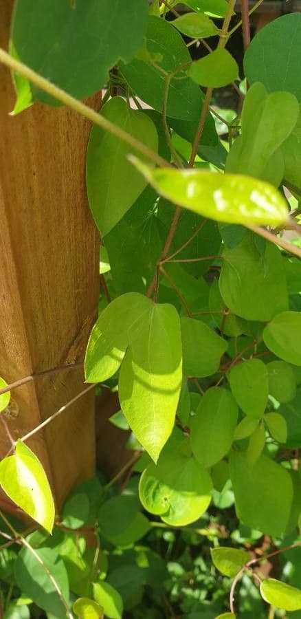 Clematis 15