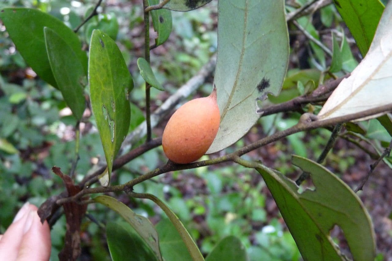Ebano tricolore