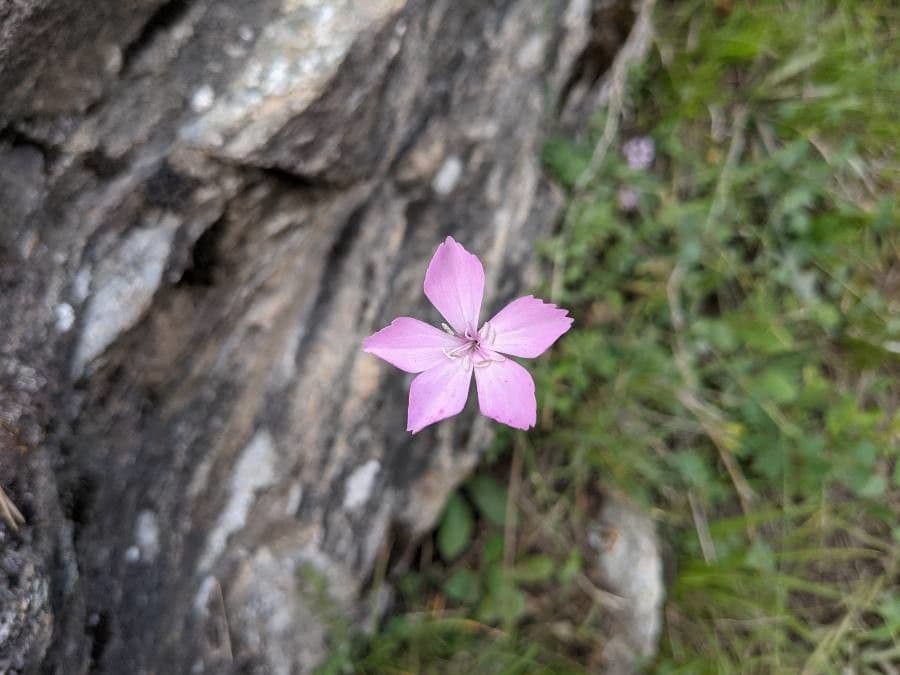 Garofano 3