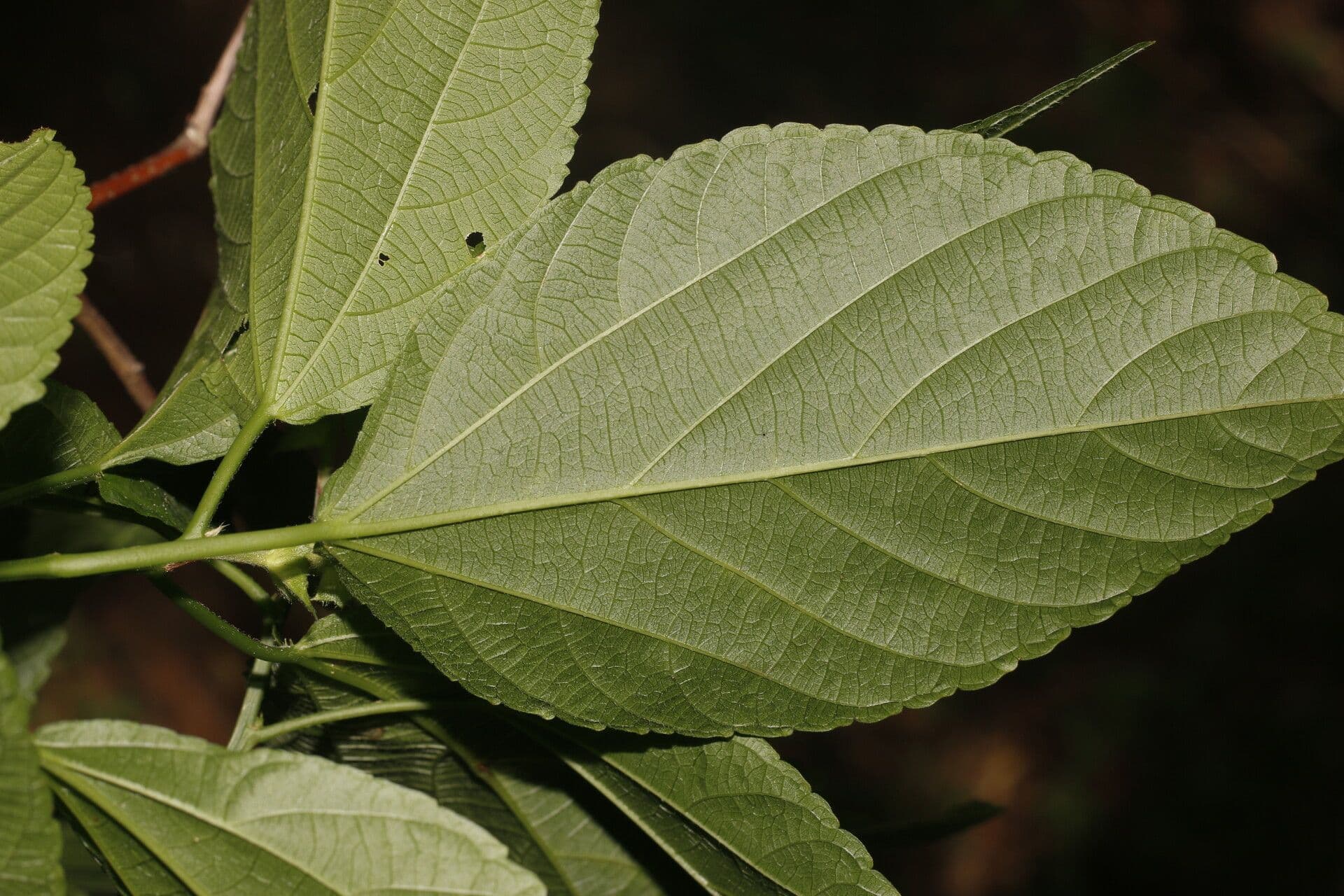 Acalypha schiedeana 6