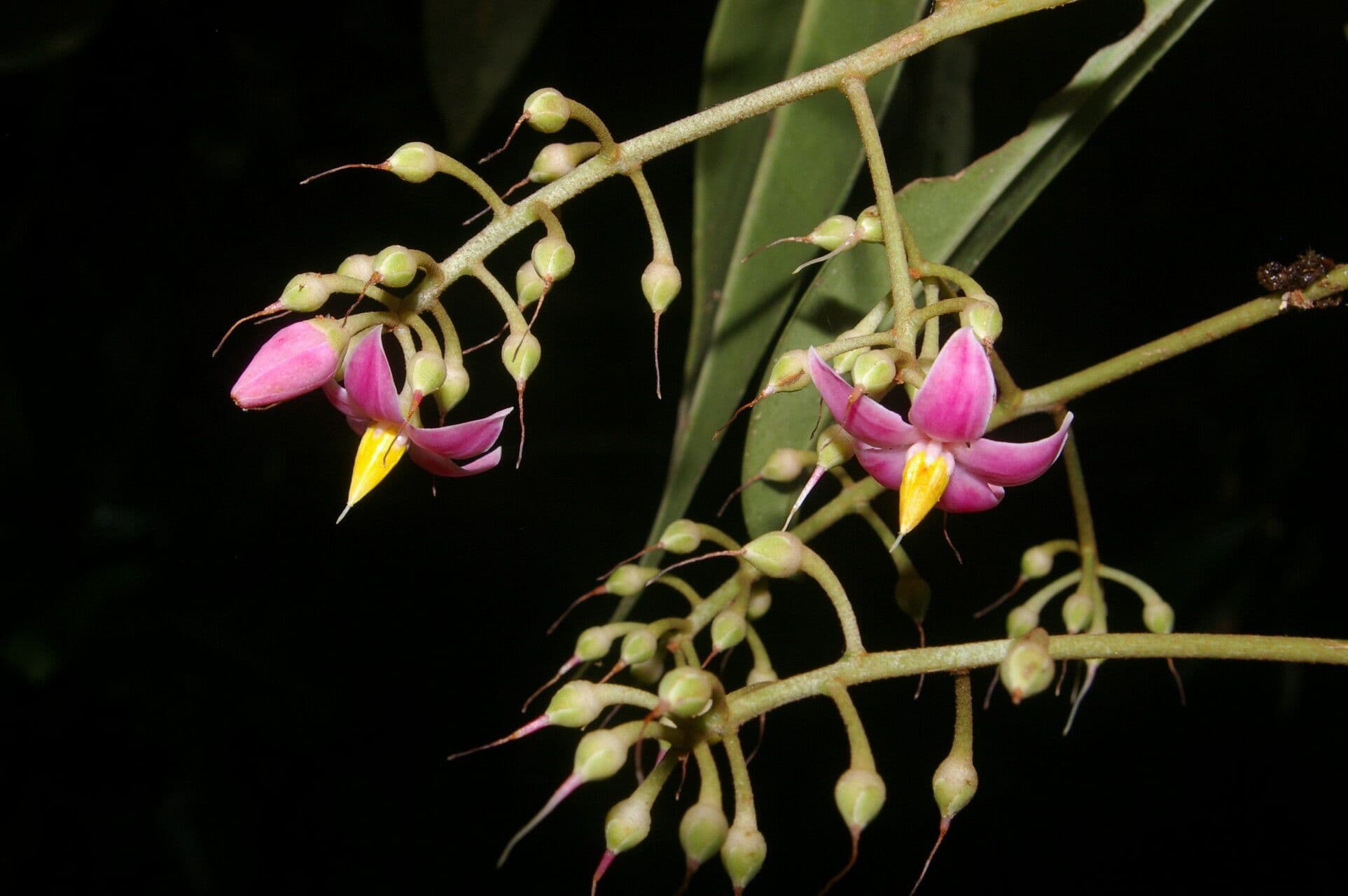 Hymenandra 6