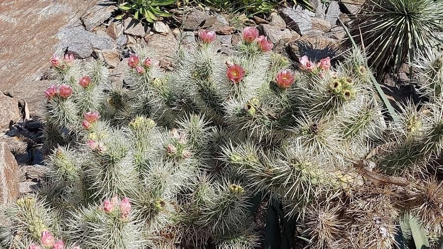 Ummantelte Cholla 6