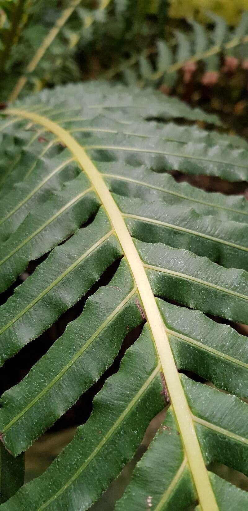 Blechnum 6