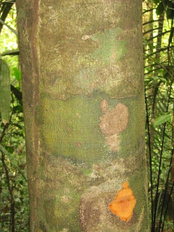 Talisia