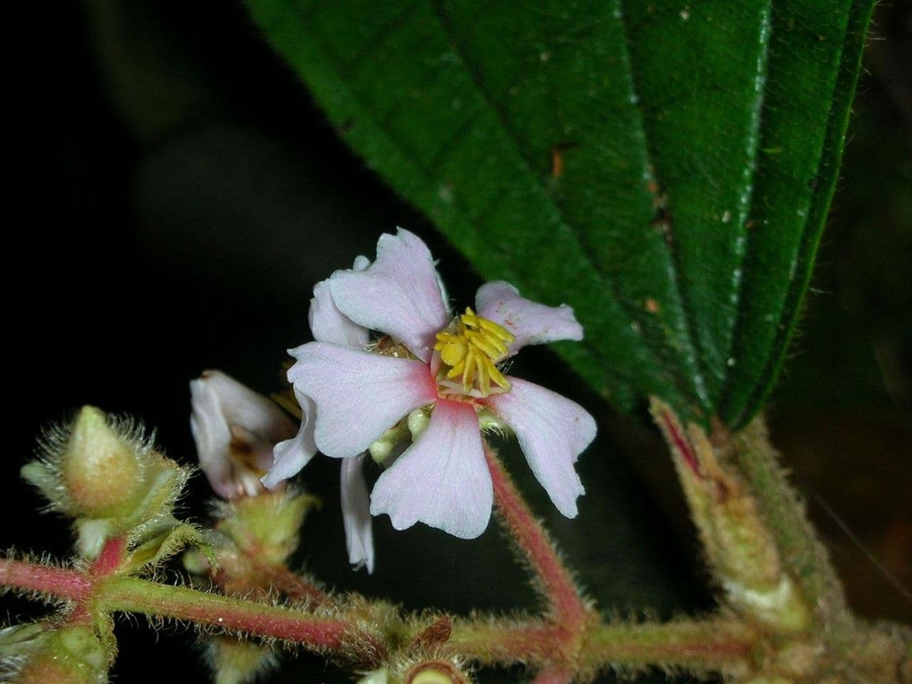 Conostegia 5