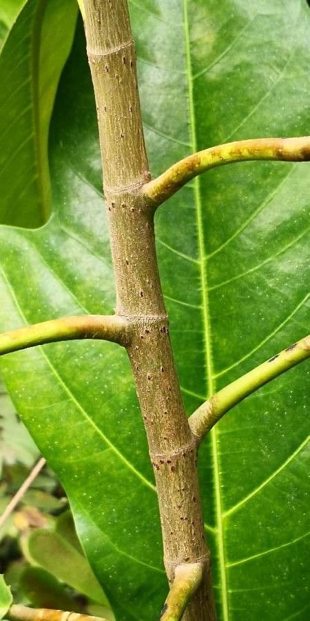 Magnolia 16