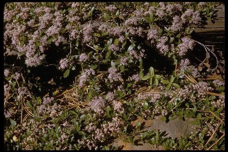 Ceanothus 14