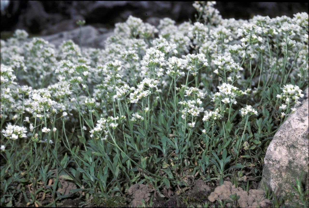 Draba 2
