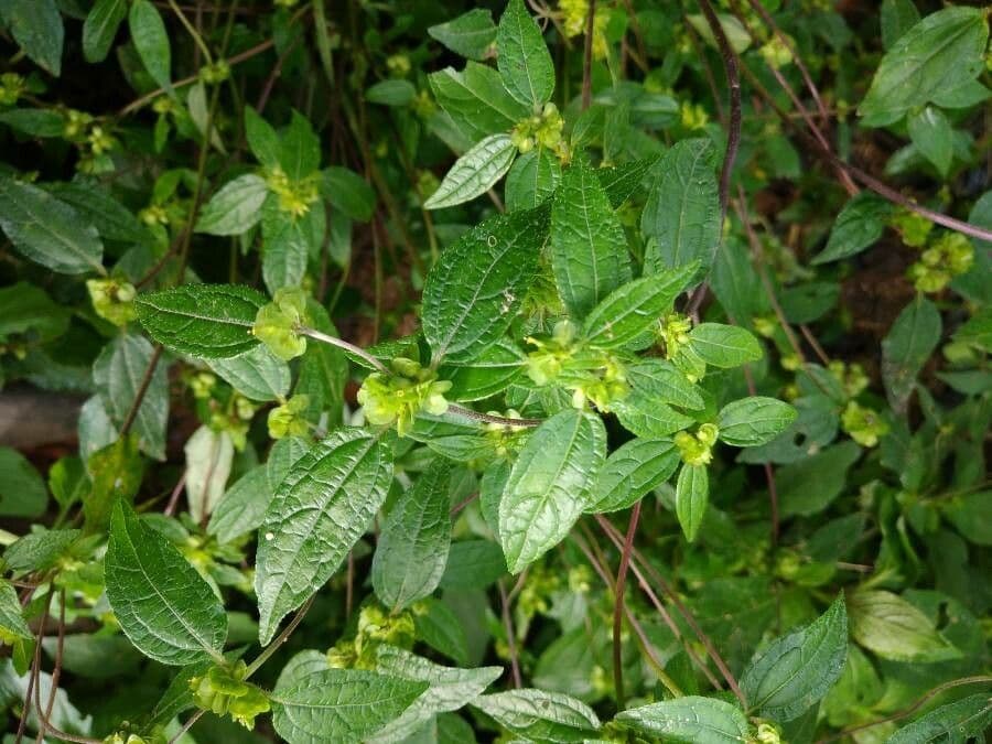 Delilia biflora