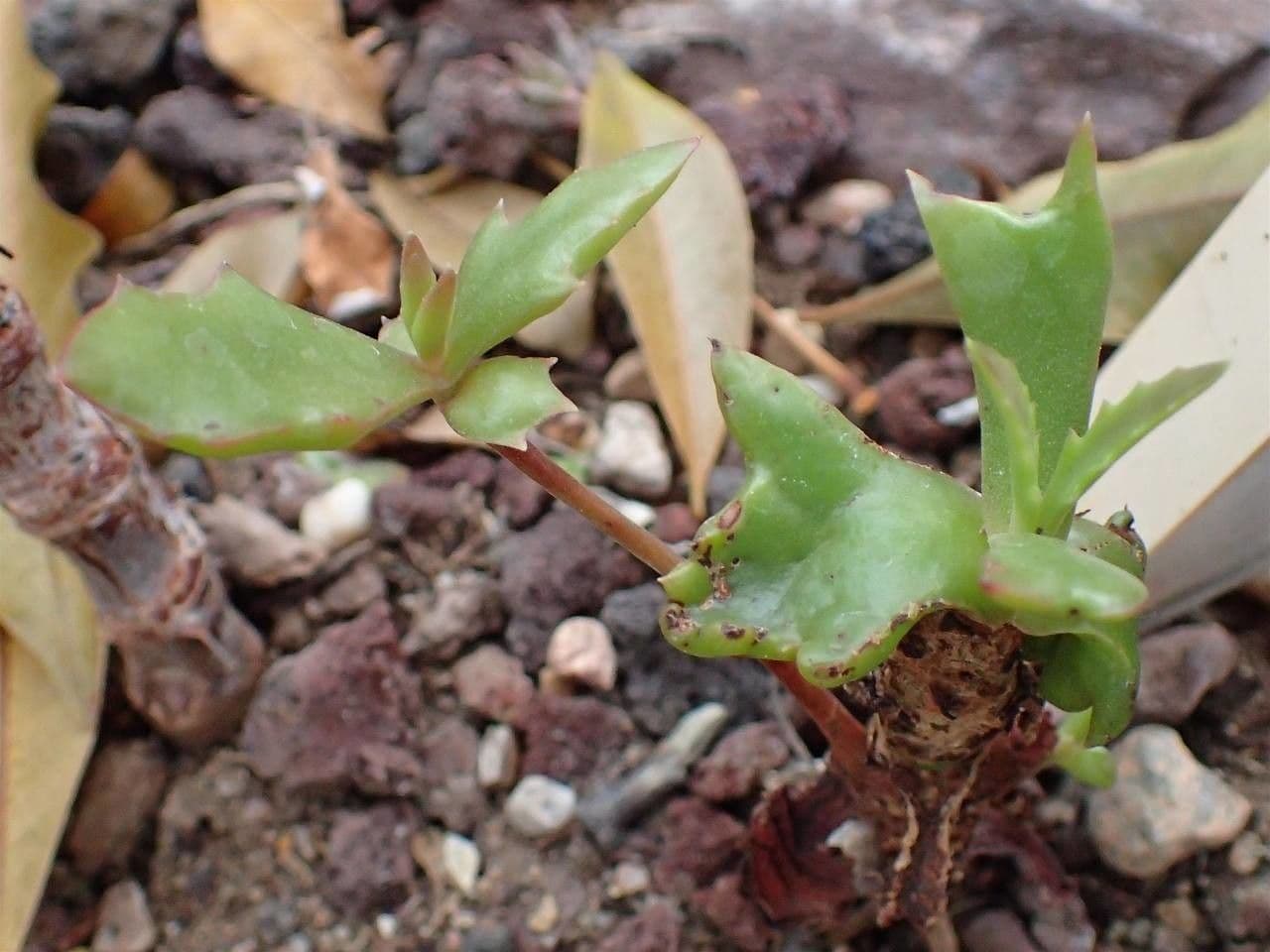 Kalanchoe 6