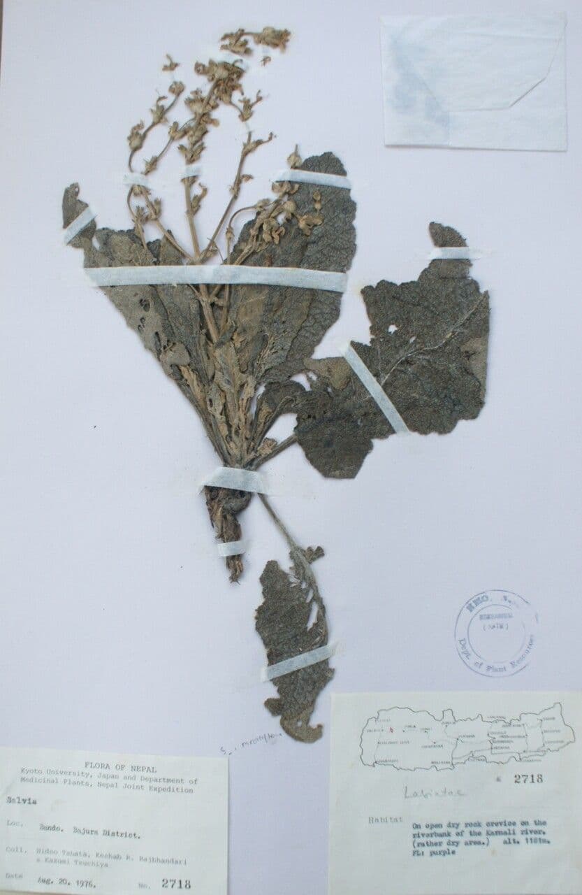 Salvia 11