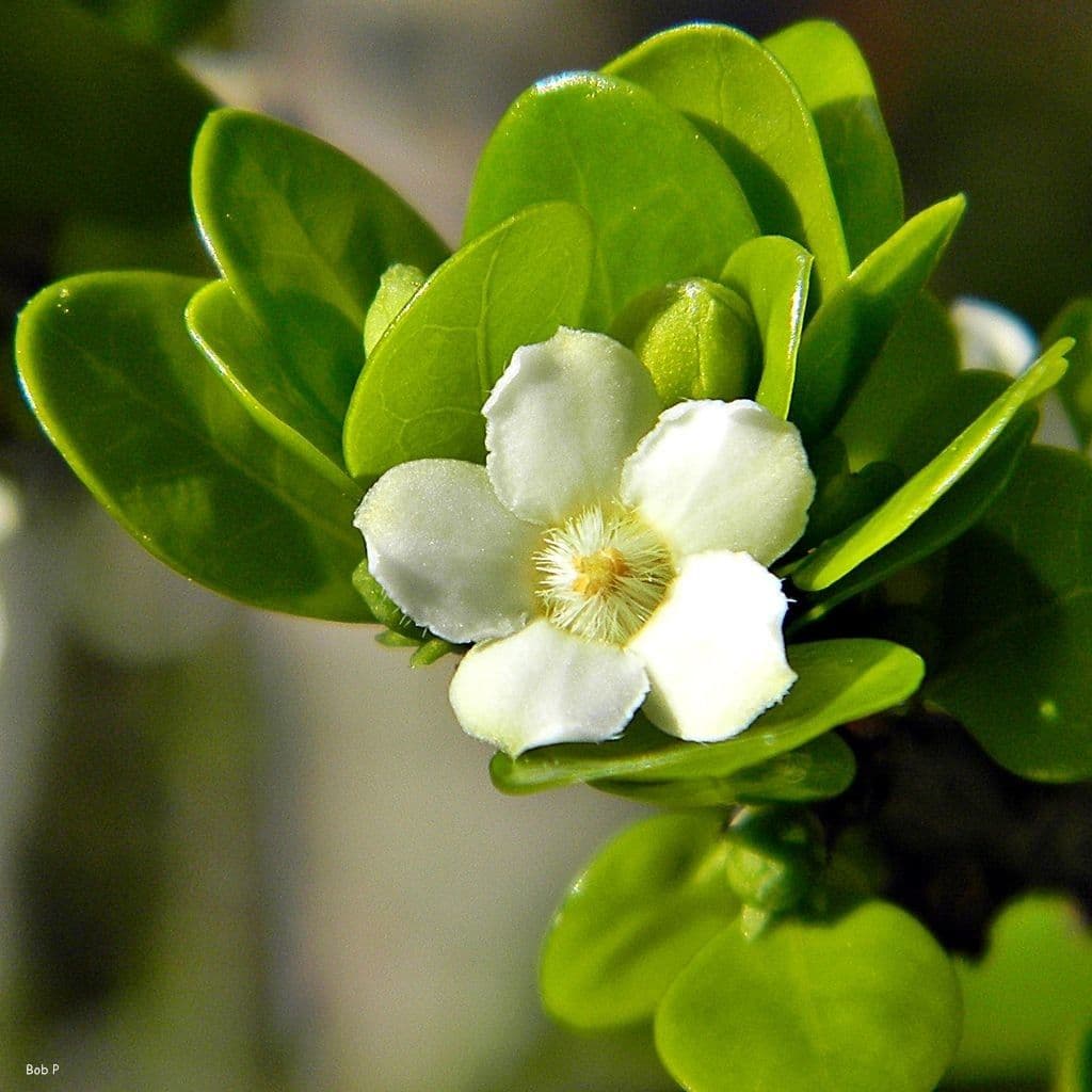 Randia Aculeata 10