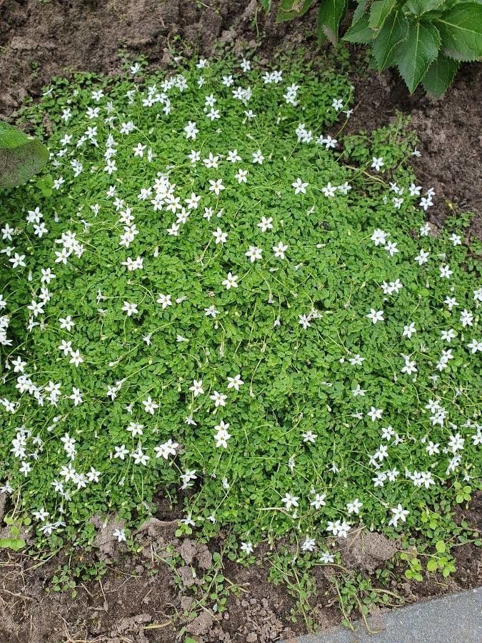 Isotoma fluviale 5