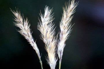 Stipagrostis pungens
