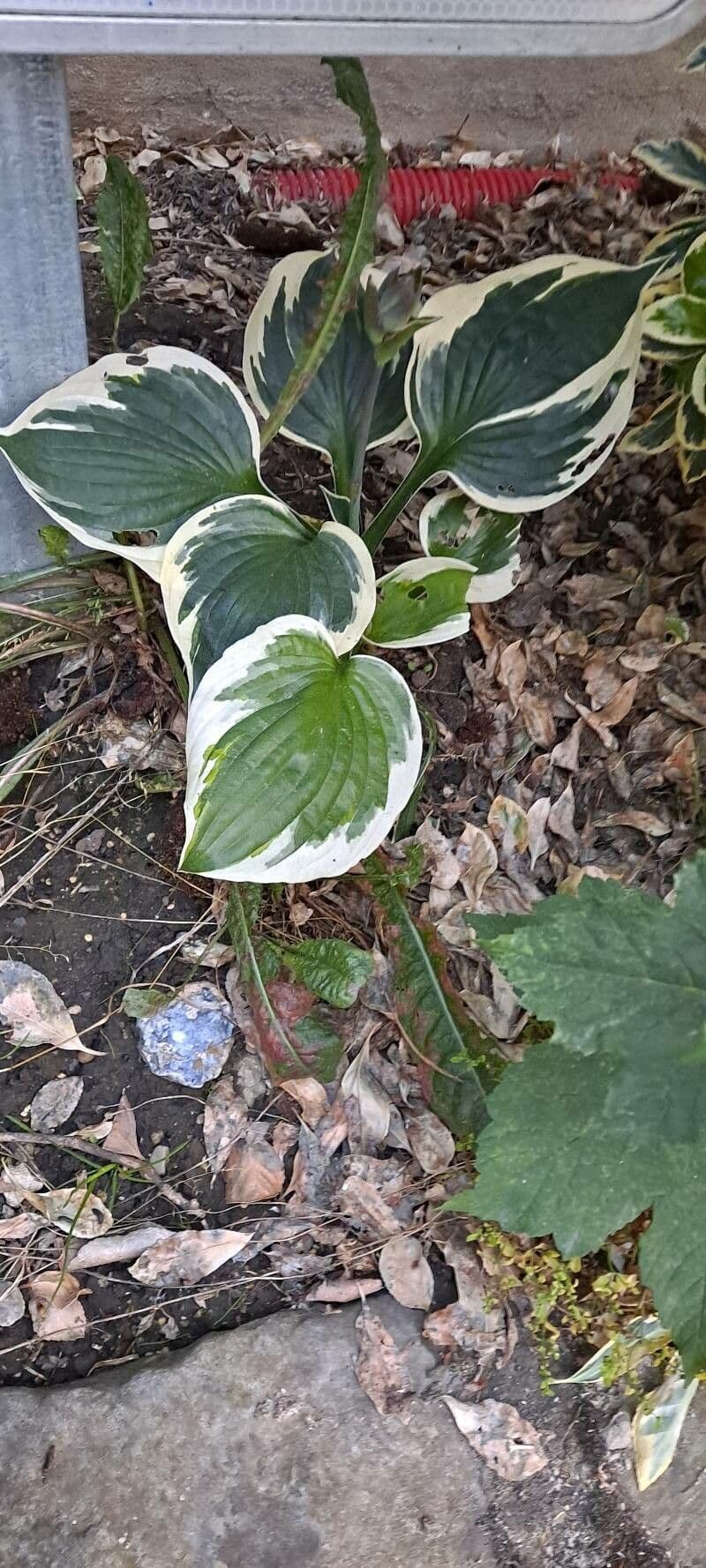 Hosta 16