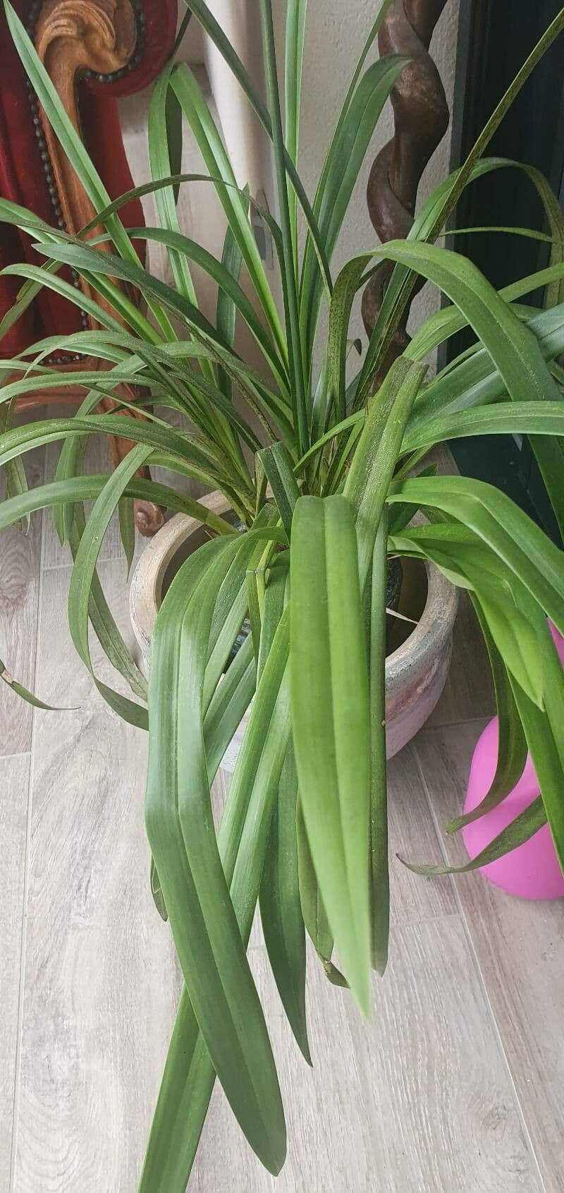 Cymbidium 14