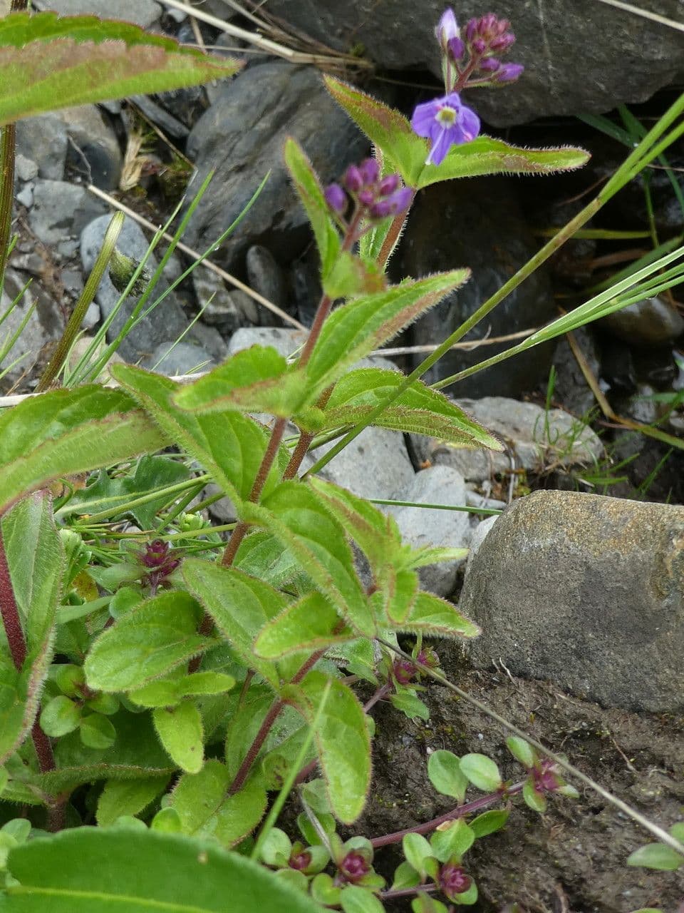 Veronica ponae 15