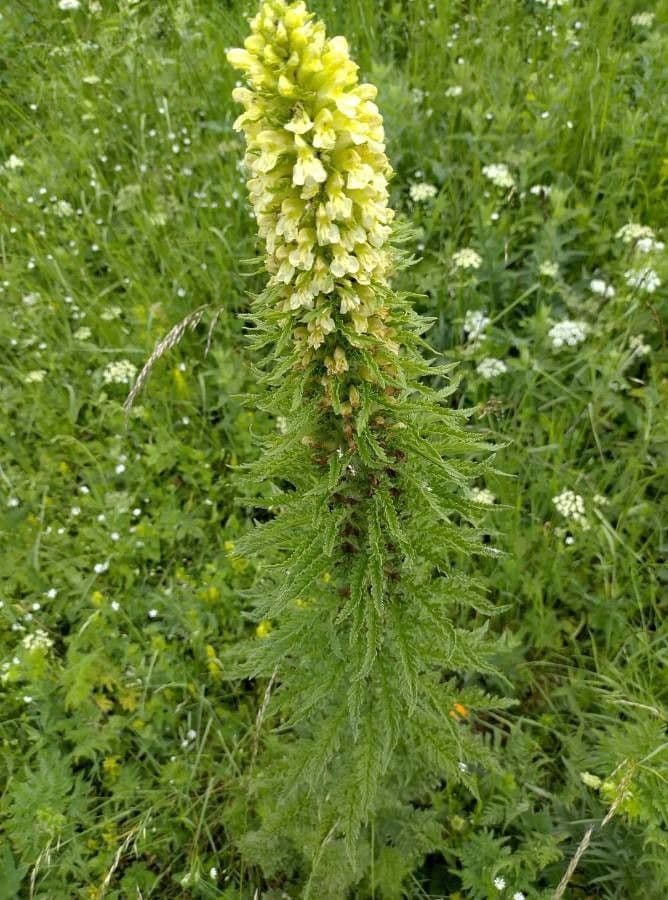 Pedicularis