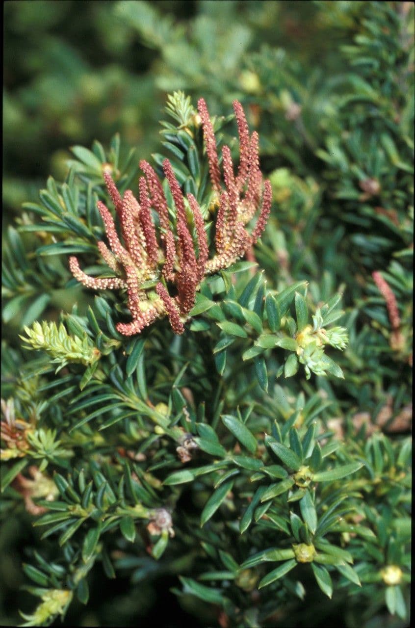 Podocarpus nivalis 2