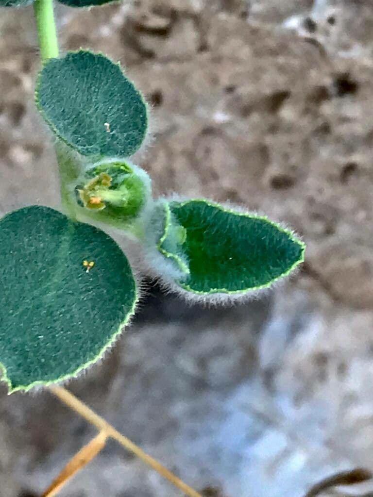 Petiolate Spurge 8