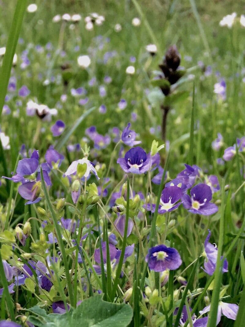 Veronica filiforme 12