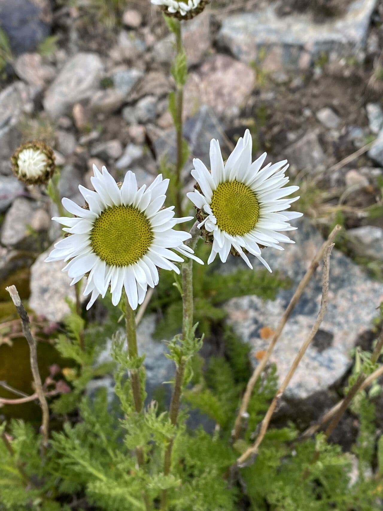 Tripleurospermum
