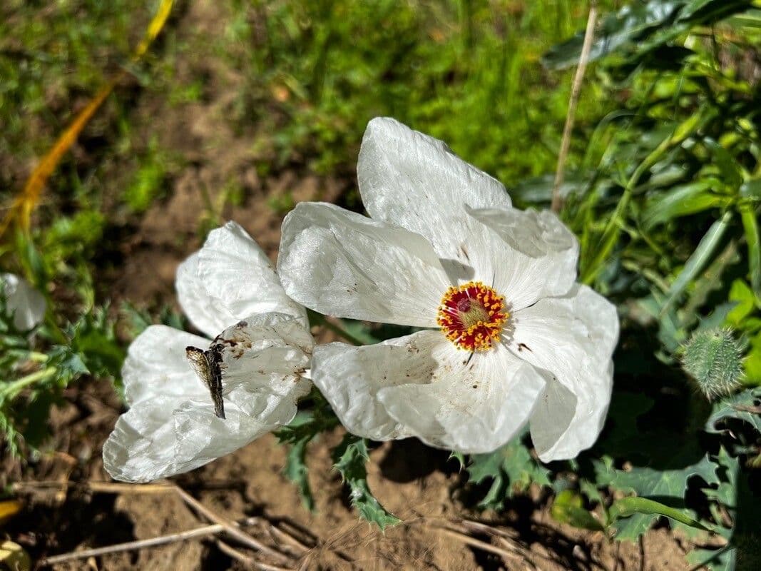 Argemone platyceras