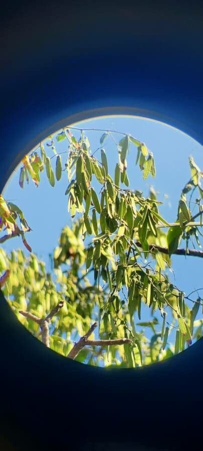 Ventilago
