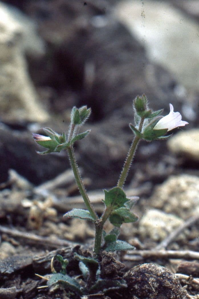 Campanula erinus 13