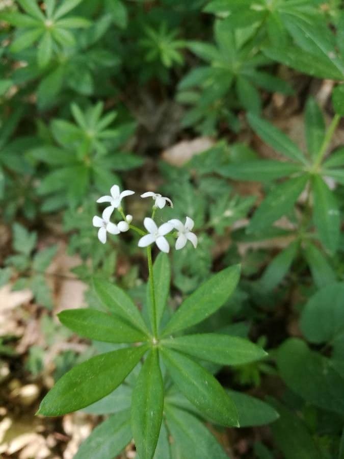 Stellina odorosa 6