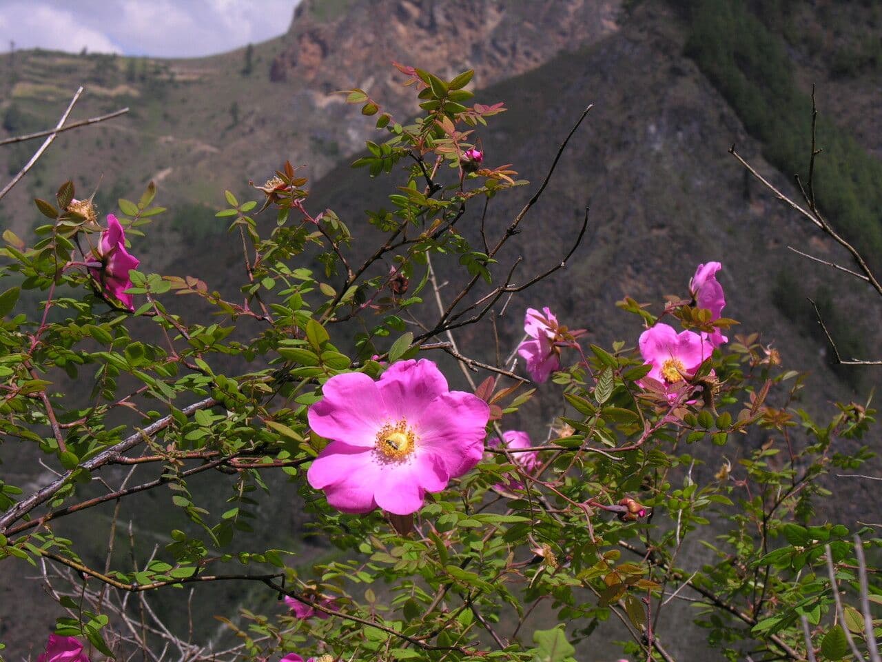 Großblättrige Rose 12