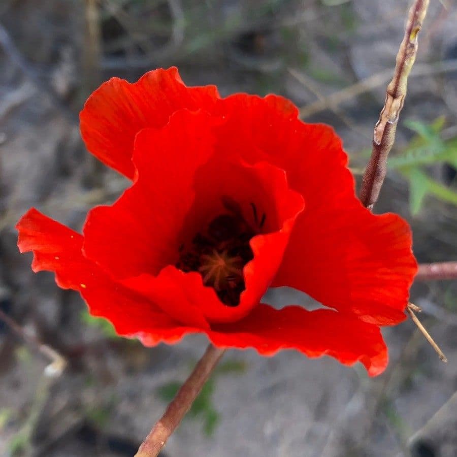 Sand-Mohn 7