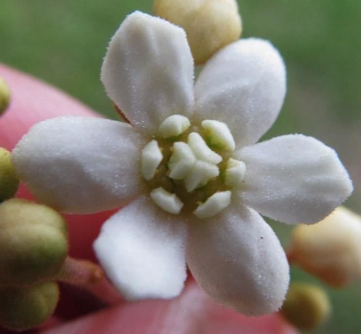 Nectandra 3