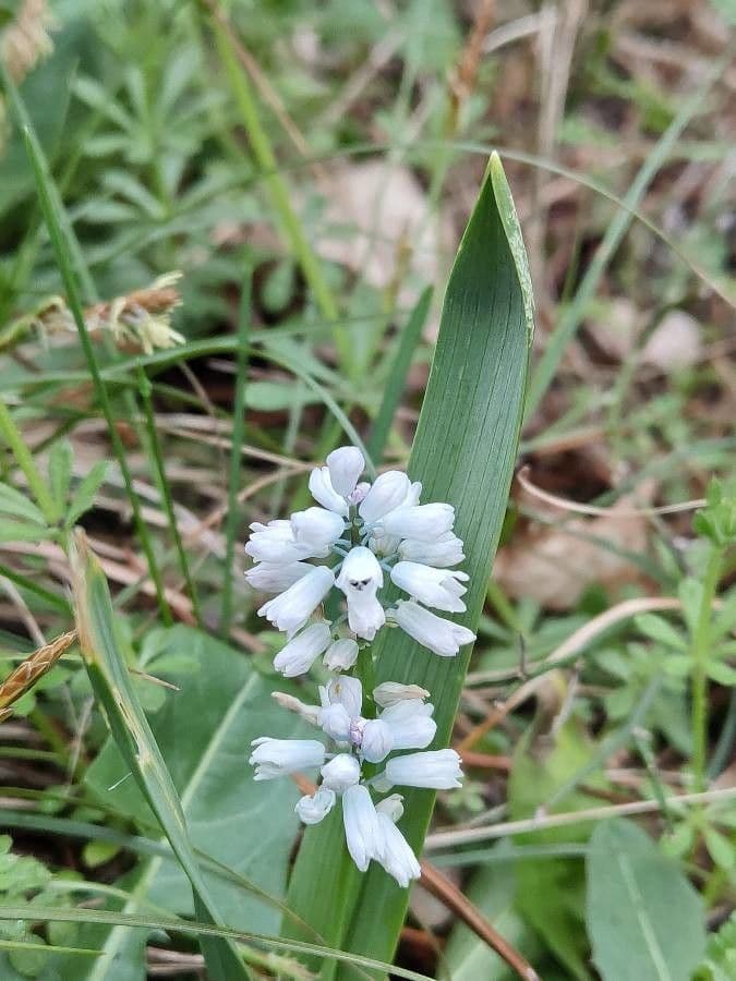 Hyacinthella 2