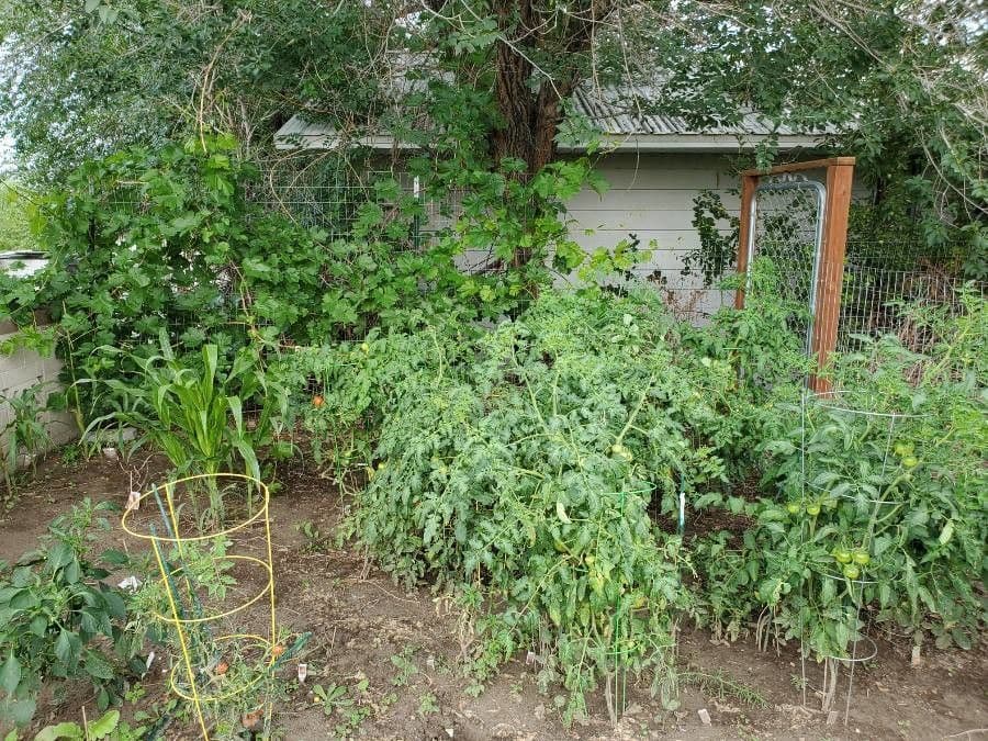 Pomodoro ribes 13
