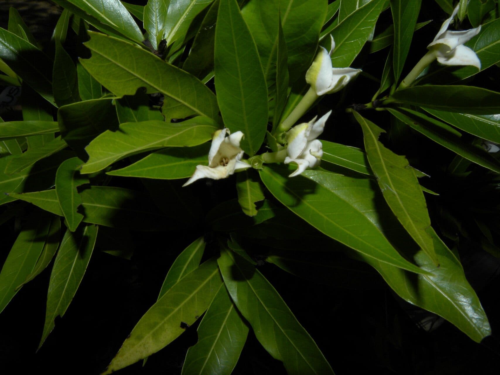 Alibertia edule 6