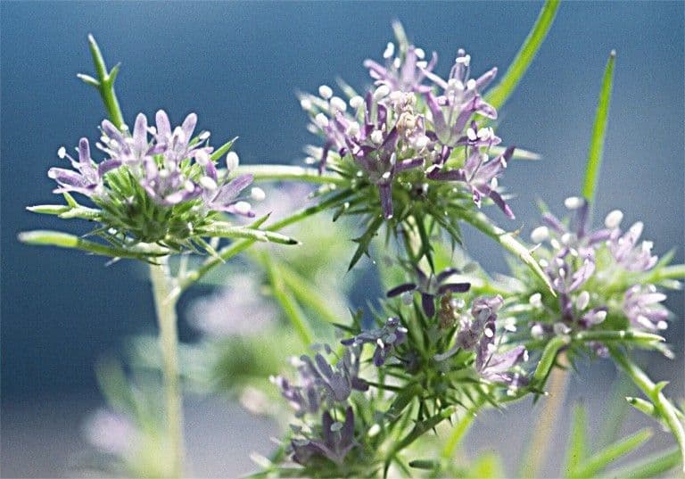 Navarretia 11