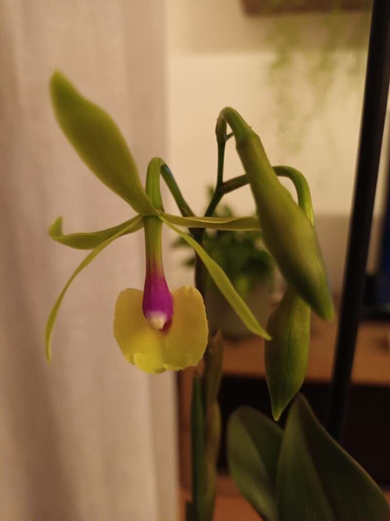 Epidendrum 5