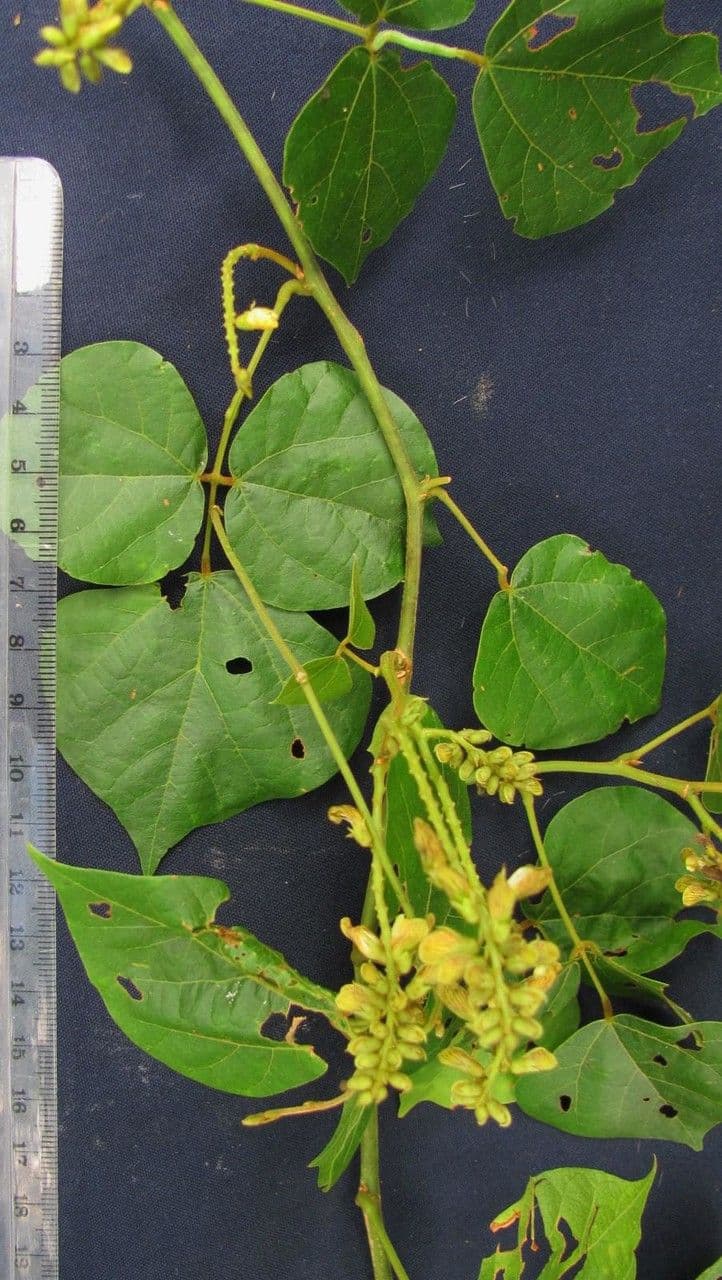 Rhynchosia 14