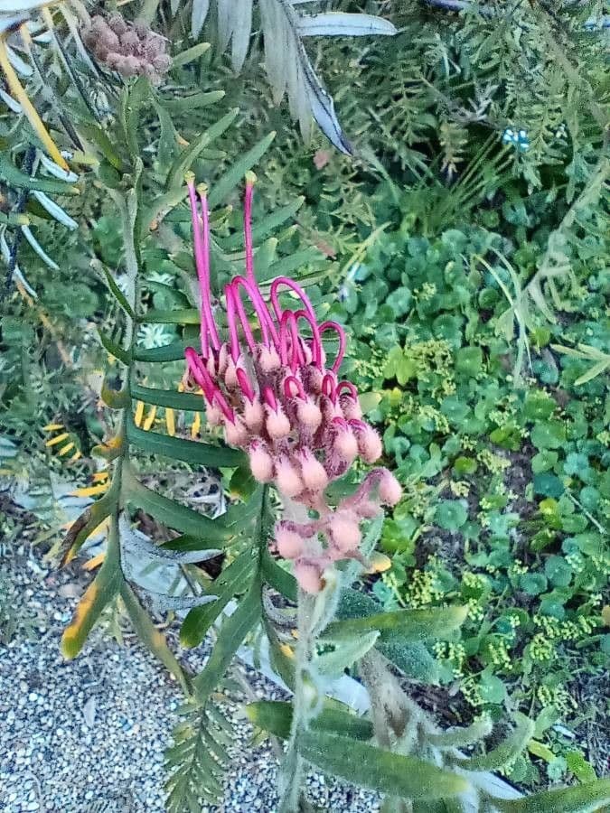 Grevillea caleyi