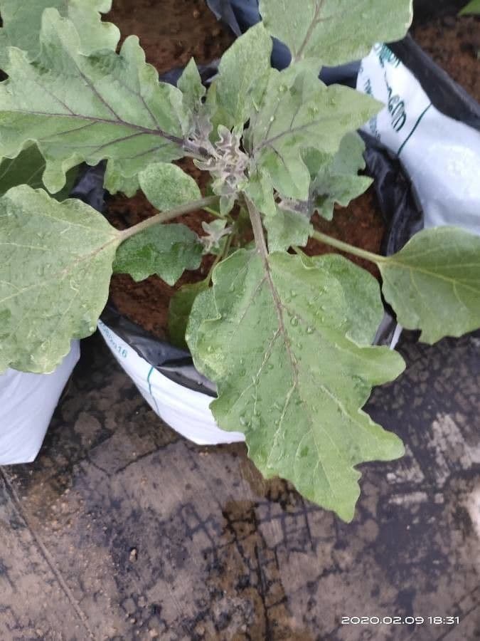 Solano grigio 14