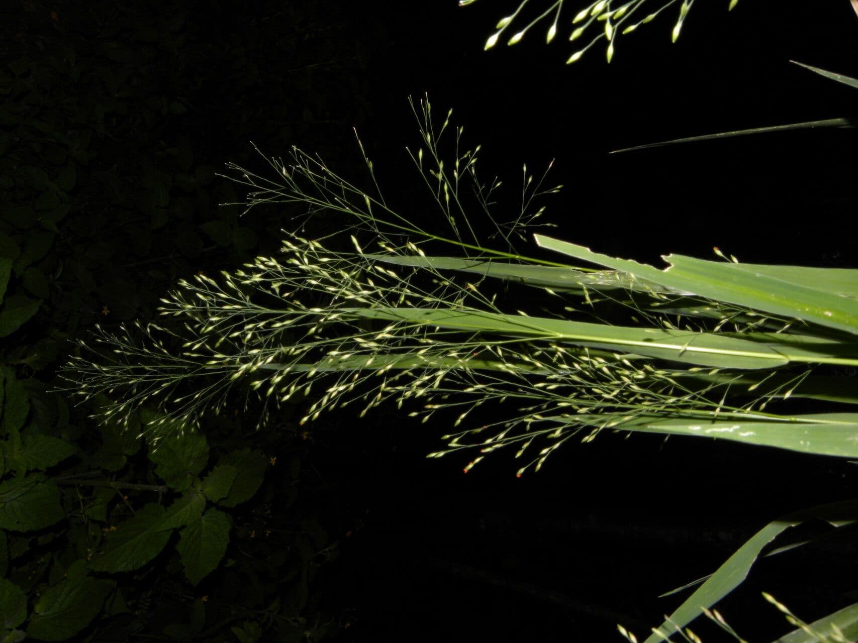 Panicum 5