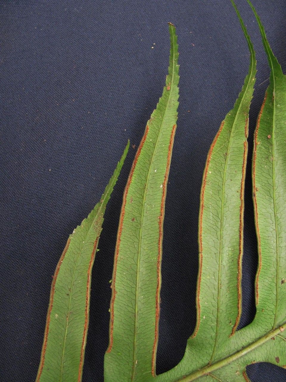 Pteris altissima 8