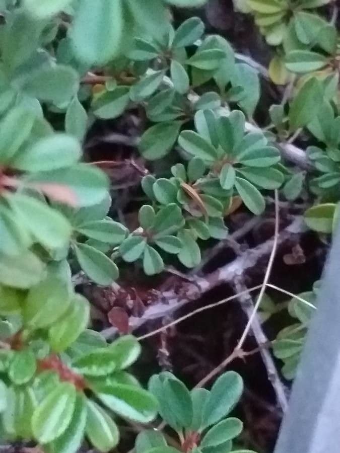 Cotoneaster 7