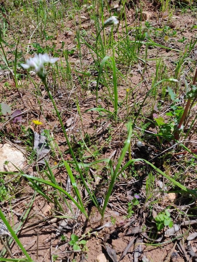 Nothoscordum 14