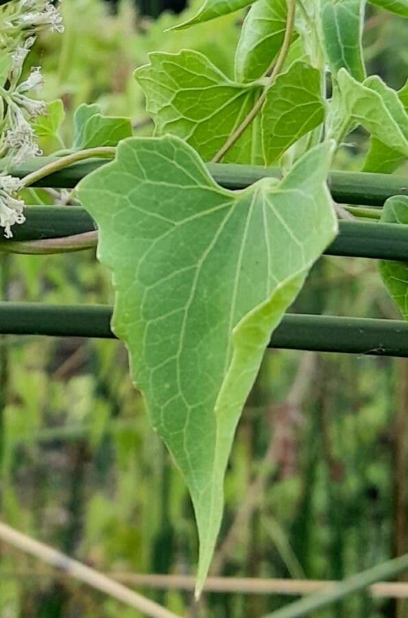 Mikania periplocifolia 10