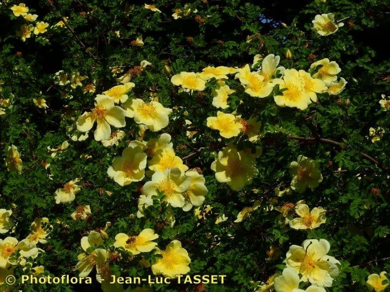 Rosa gialla 10