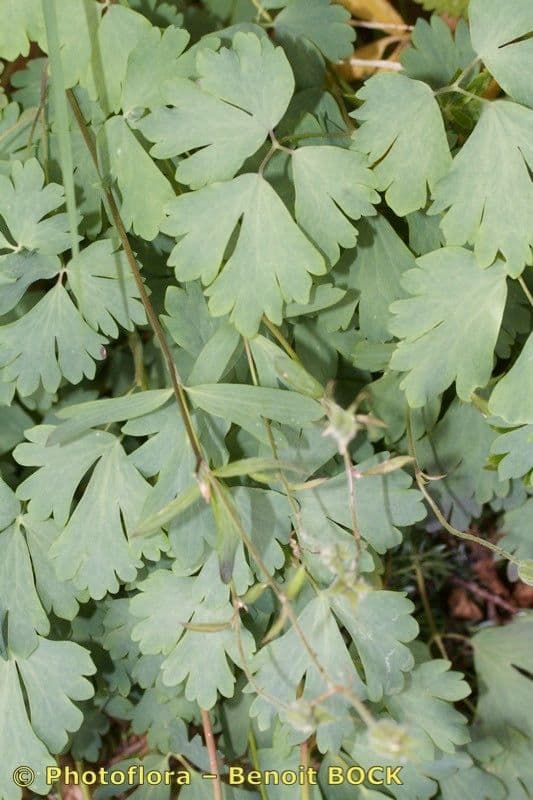 Aquilegia 14